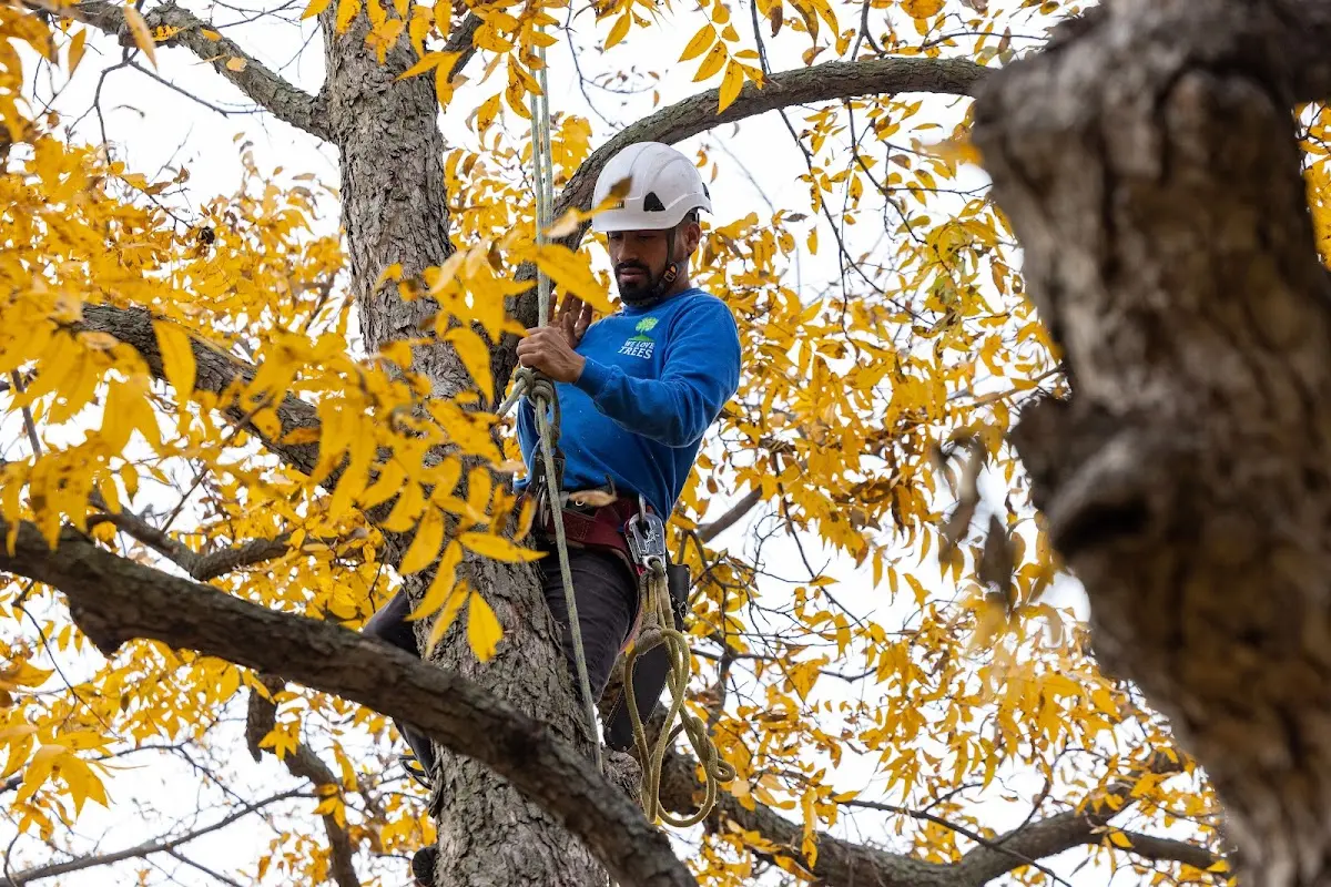 Skilled Tree Trimming crew working in Burlington